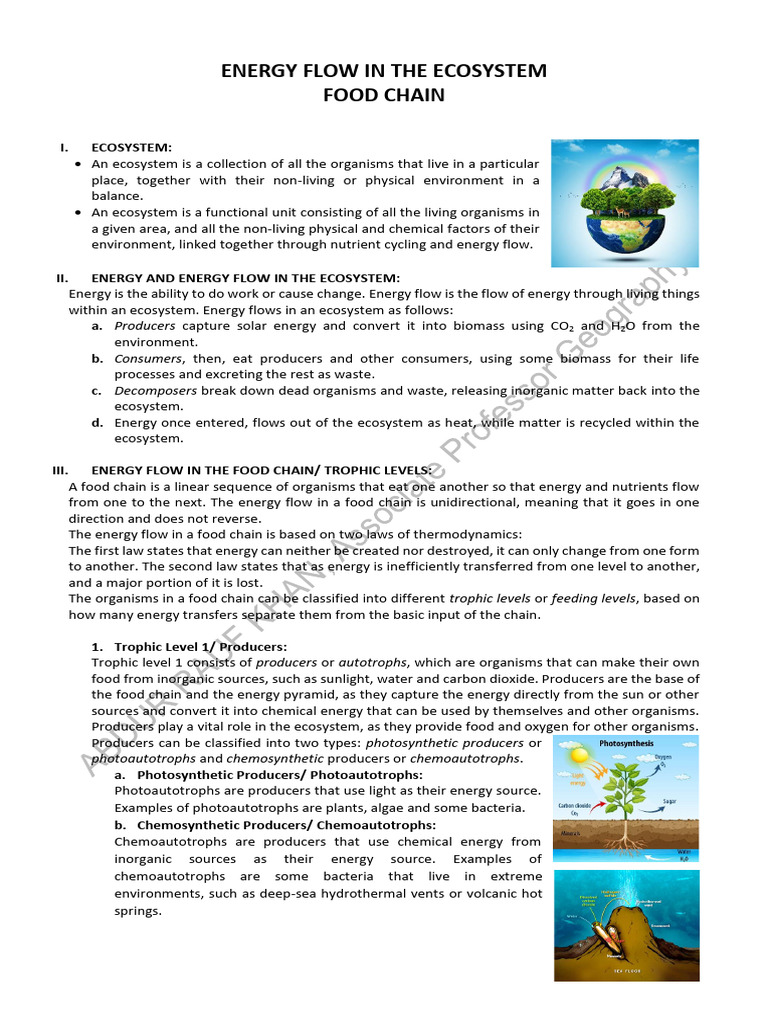 12. Energy Flow in Ecosystem (Food Chain) | PDF