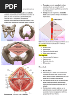 Anatomía y cultura de las nalgas | PDF | Nalgas | Anatomía humana