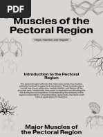 Chest Muscles Anatomy Chart | PDF