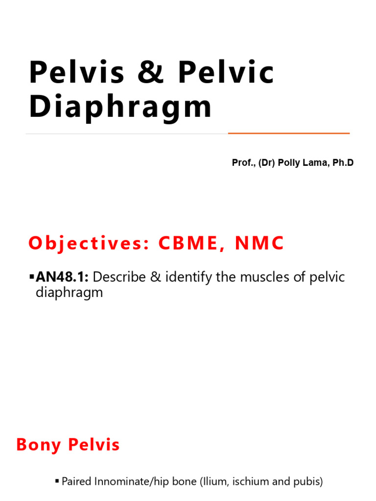 Pelvis & Pelvic Diaphragm | PDF | Pelvis | Musculoskeletal System