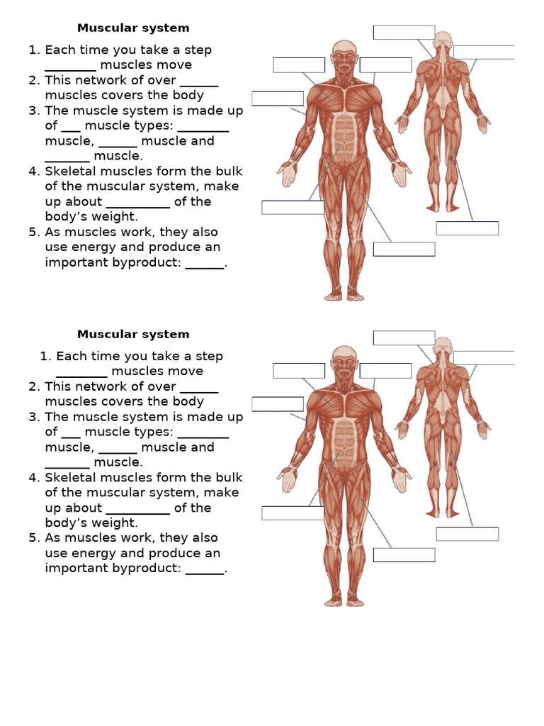 Muscular System Video and Diagram | PDF