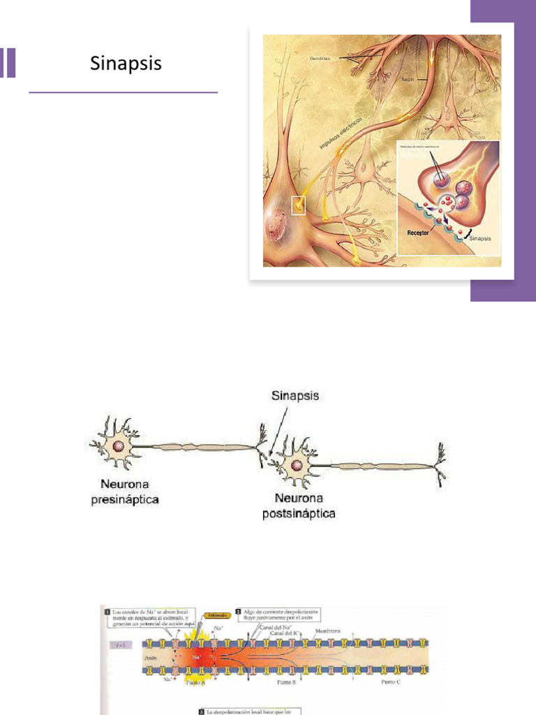4 - Fisiología Neuronal y Transmisión Sináptica_PARTE 3 | PDF