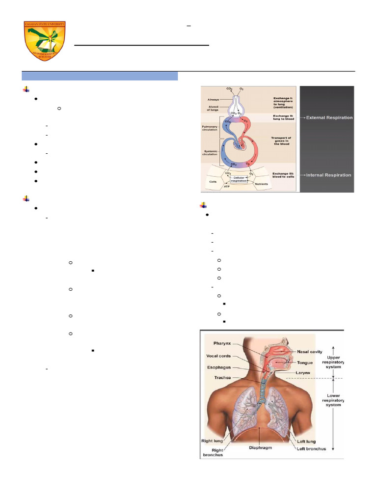 03 Physiology of The Respiratory System | PDF | Respiratory Tract | Lung