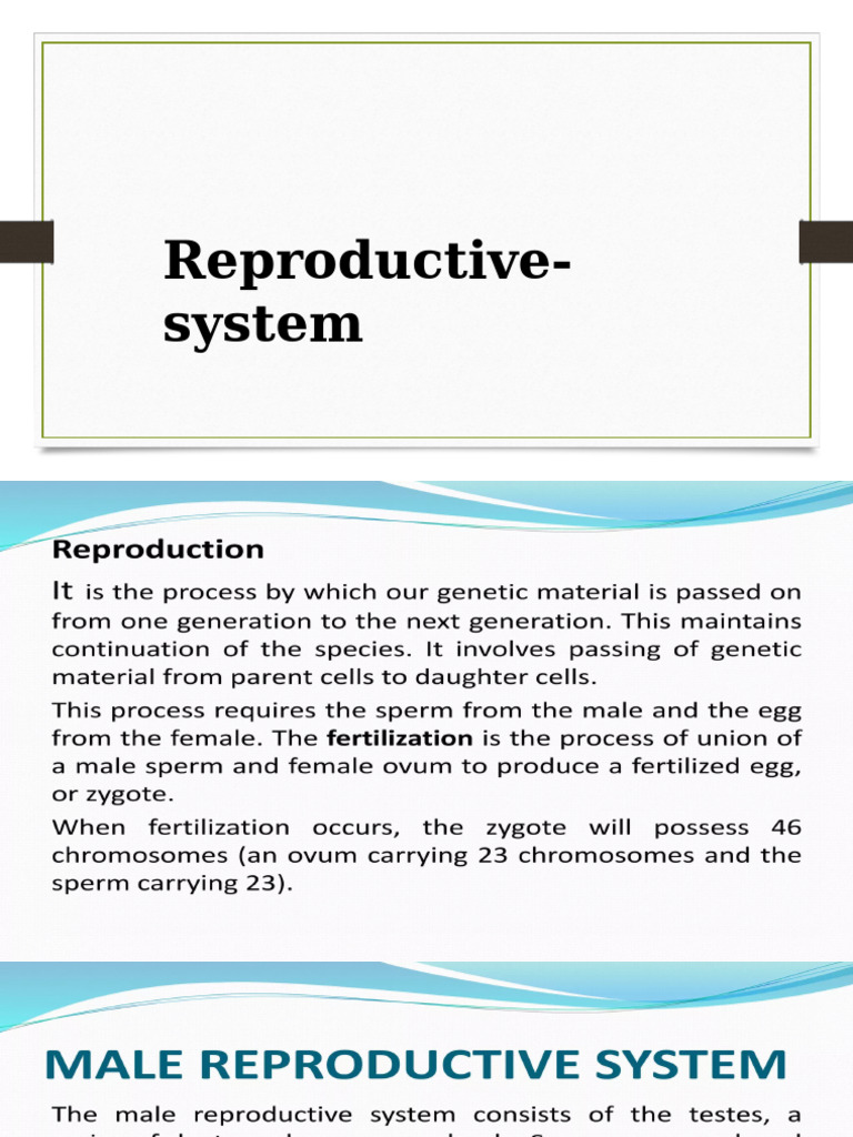 Reproductive System | PDF