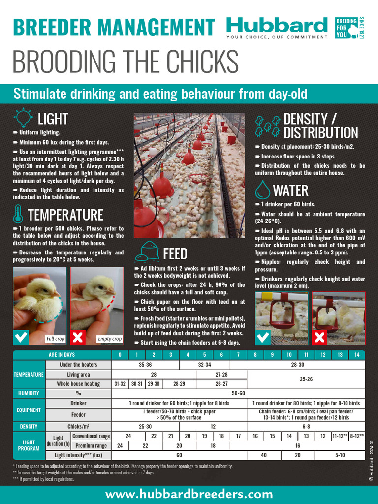 Broiler Hubbard Poster a3 Brooding the Chicks En | PDF | Birds