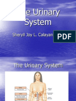 Urinary System