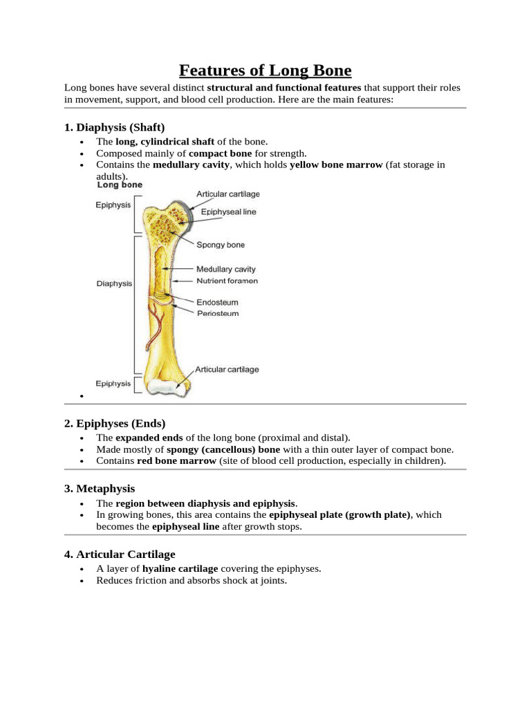 Features of Long Bone | PDF