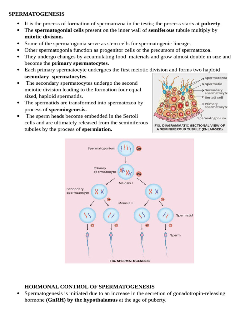 Spermatogenesis and Oogenesis | PDF | Individual Mammals | Sex