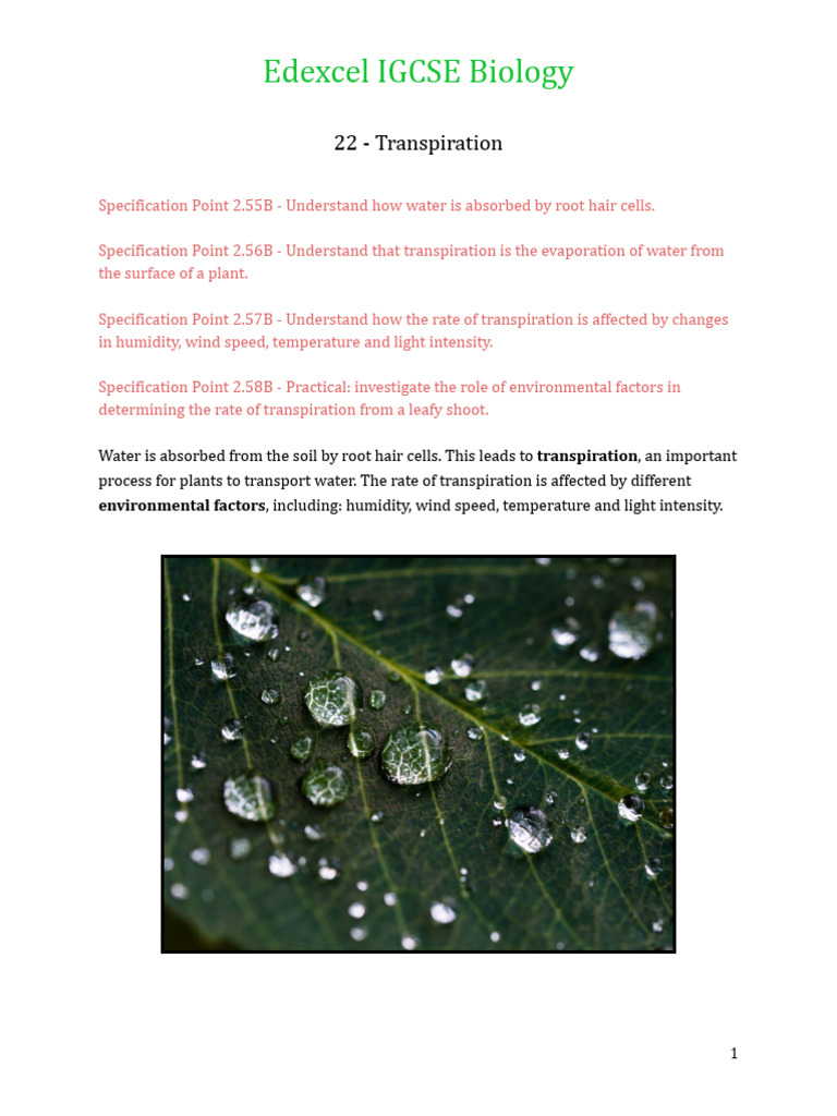 Worksheet 22 Transpiration | PDF