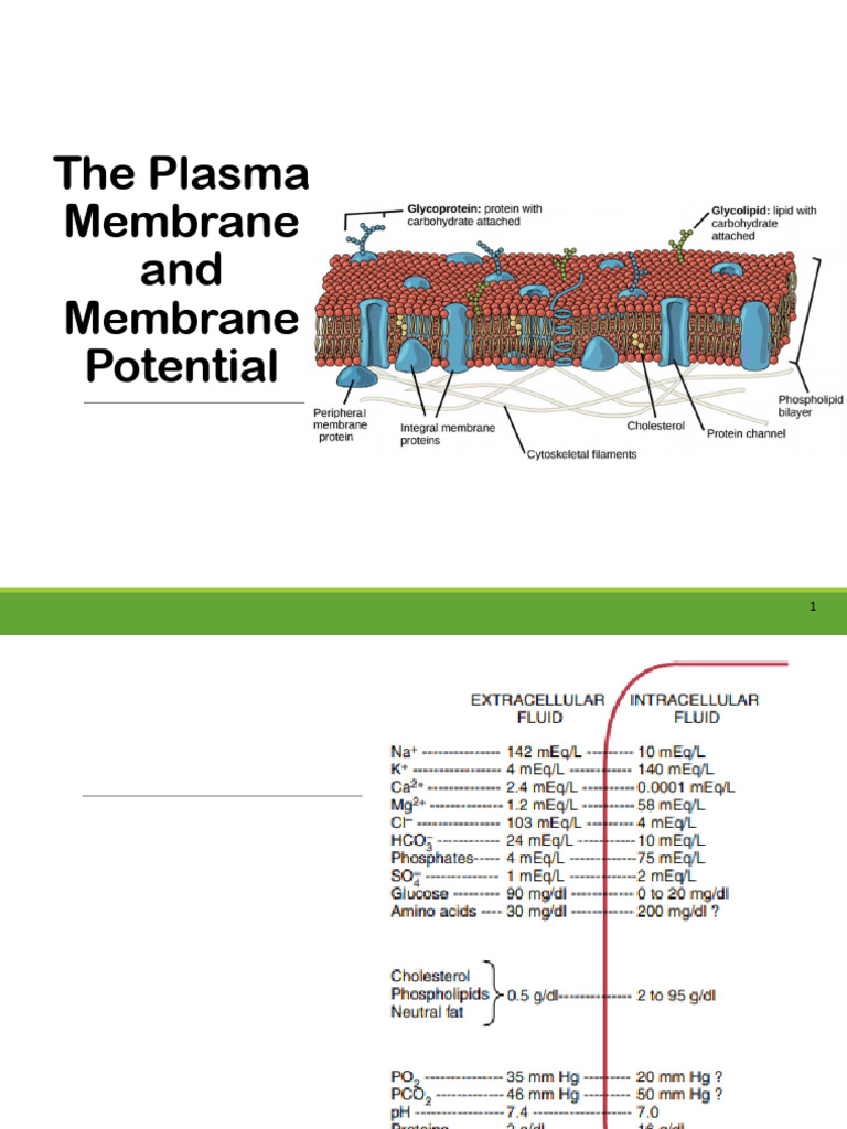 REPORT_The Plasma Membrane and Membrane Potential | PDF | Membrane ...
