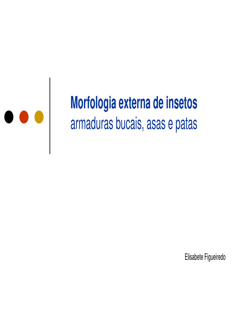 ZDA - Insetos-Morfologia Externa | PDF | Insetos | Besouro