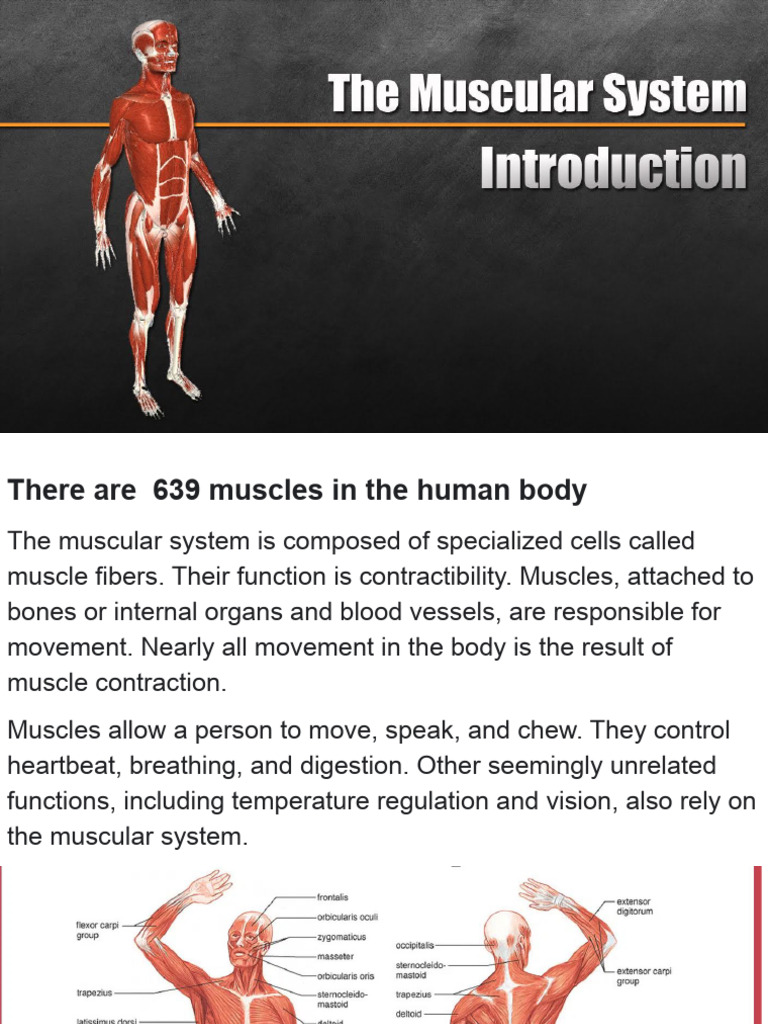 Muscular System | PDF