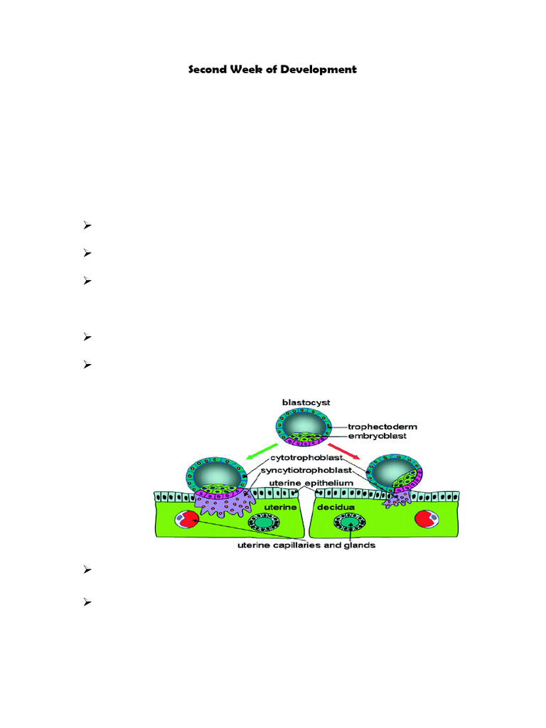 Development of 2nd Week Embryo | PDF