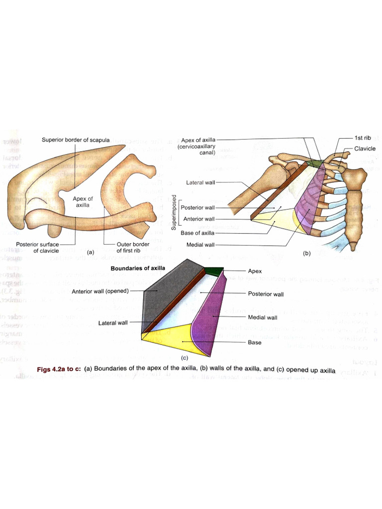 Axilla Diagrams | PDF