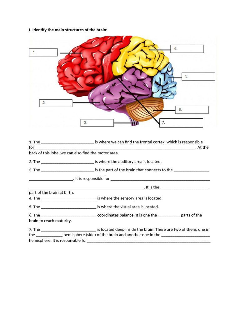 Brain Map Activity | PDF