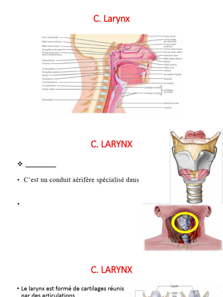 Anatomappal Resp 12-23 | PDF