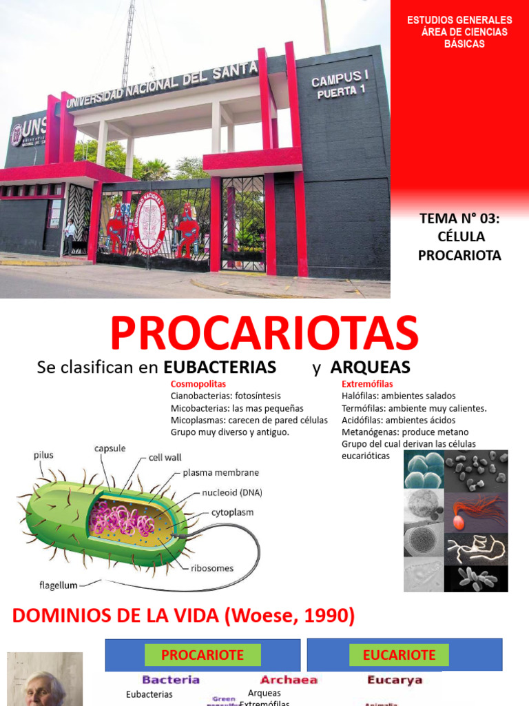 SEM03-CÉLULA PROCARIOTA | PDF | Las bacterias | Biología Celular)
