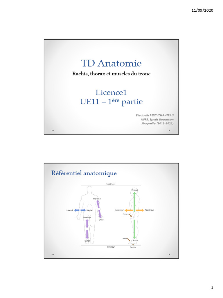 TD Rachis Thorax Et Muslces Du Tronc | PDF | Vertèbre | Appareil locomoteur