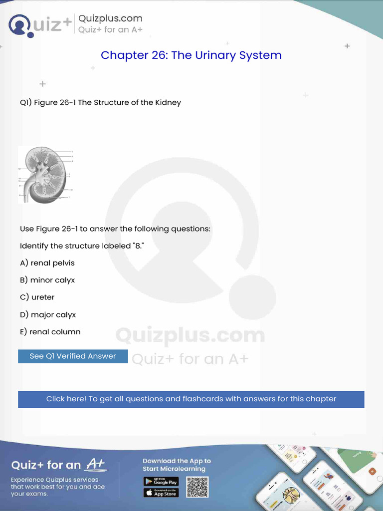 Identify the Structure Labeled 8 | PDF | Thumb | Human Anatomy