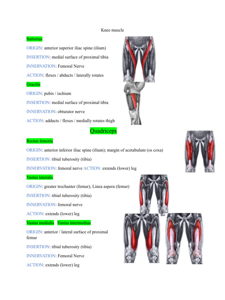 Knee test | PDF | Knee | Human Leg
