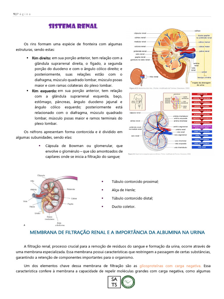 SISTEMA RENAL | PDF | Rim | Creatinina