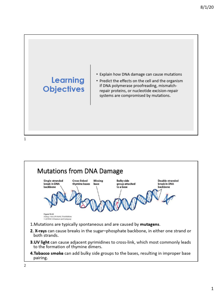 DNA Repair | PDF | Dna | Dna Repair