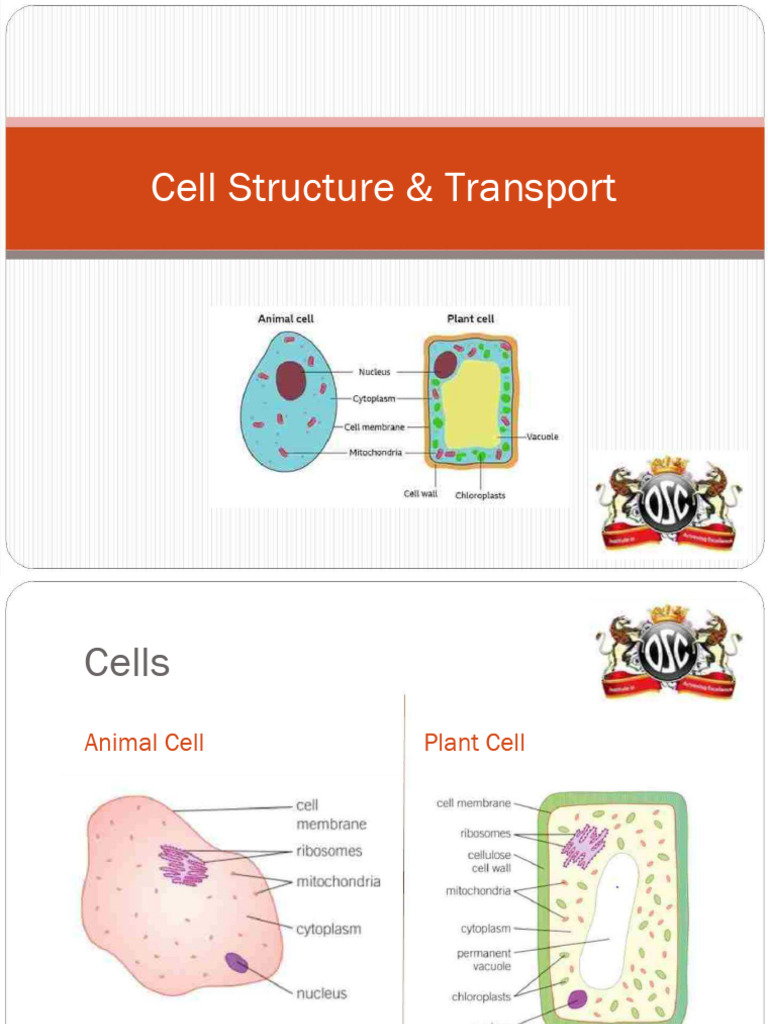 b1 Cell Structure and Transport Compressed Compressed | PDF | Cell ...
