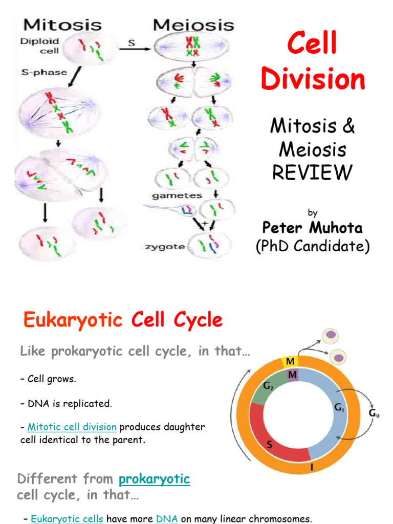 1. Cell-Division-Mitosis-Meiosis-REVIEW | PDF | Ploidy | Mitosis