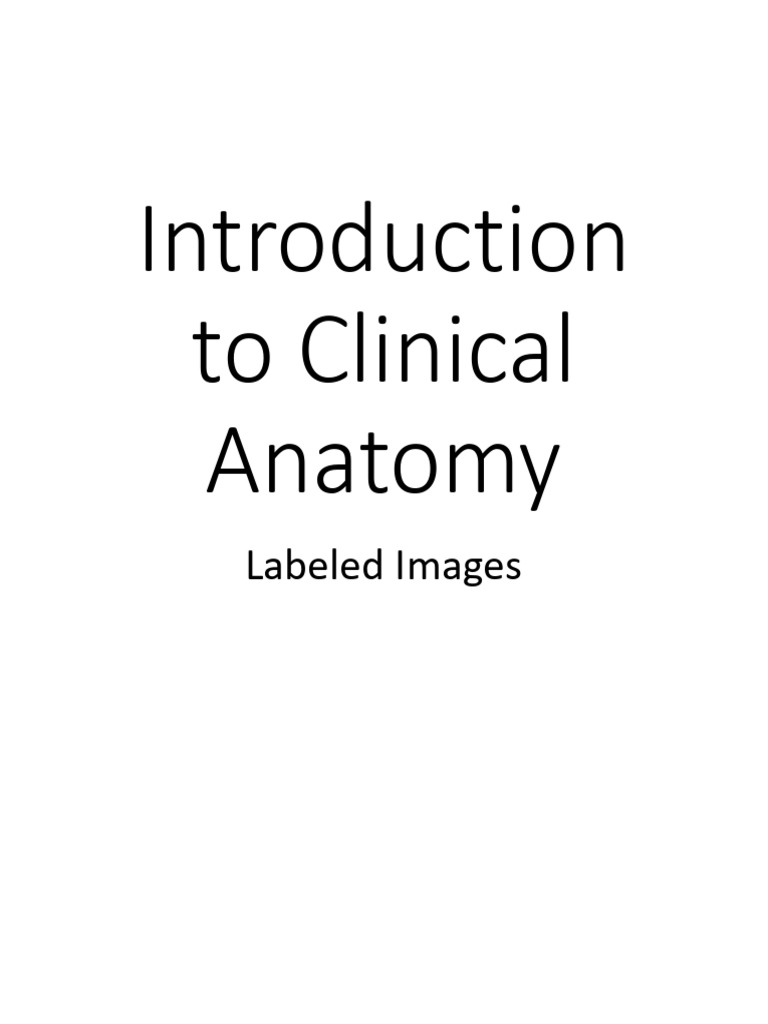 IntroductiontoClinicalAnatomy Labeling | PDF | Human Body | Abdomen