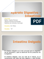 Aparato Digestivo - Intestinos