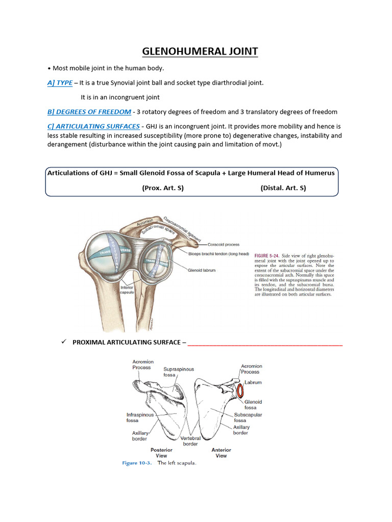 GLENOHUMERAL JOINT class (1) | PDF | Shoulder | Human Anatomy