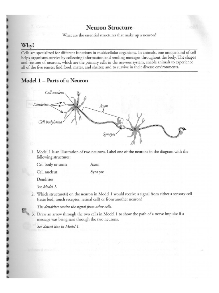 Neuron Pogil Key | PDF