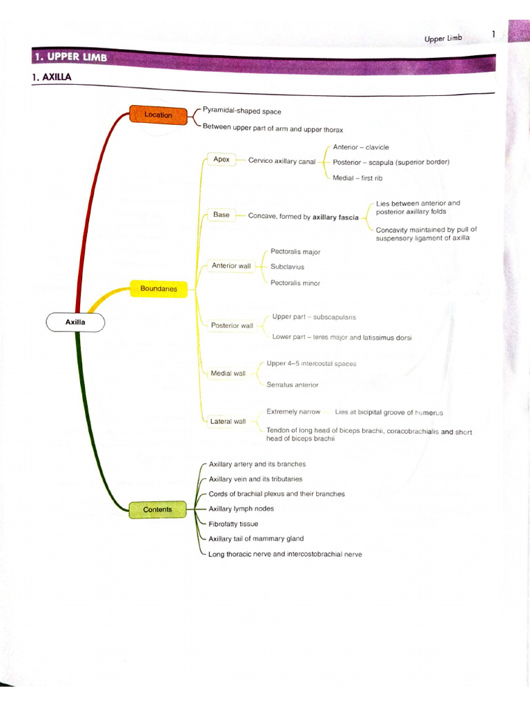 Mind Maps Anatomy | PDF