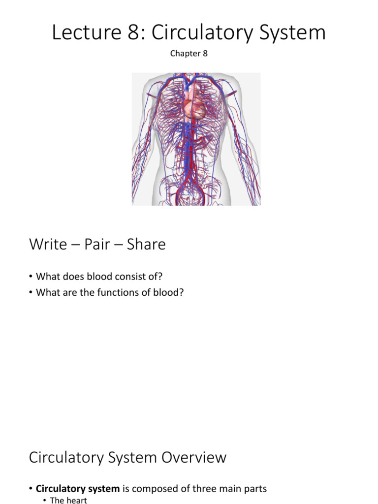 Lecture 8 Circulatory System | PDF