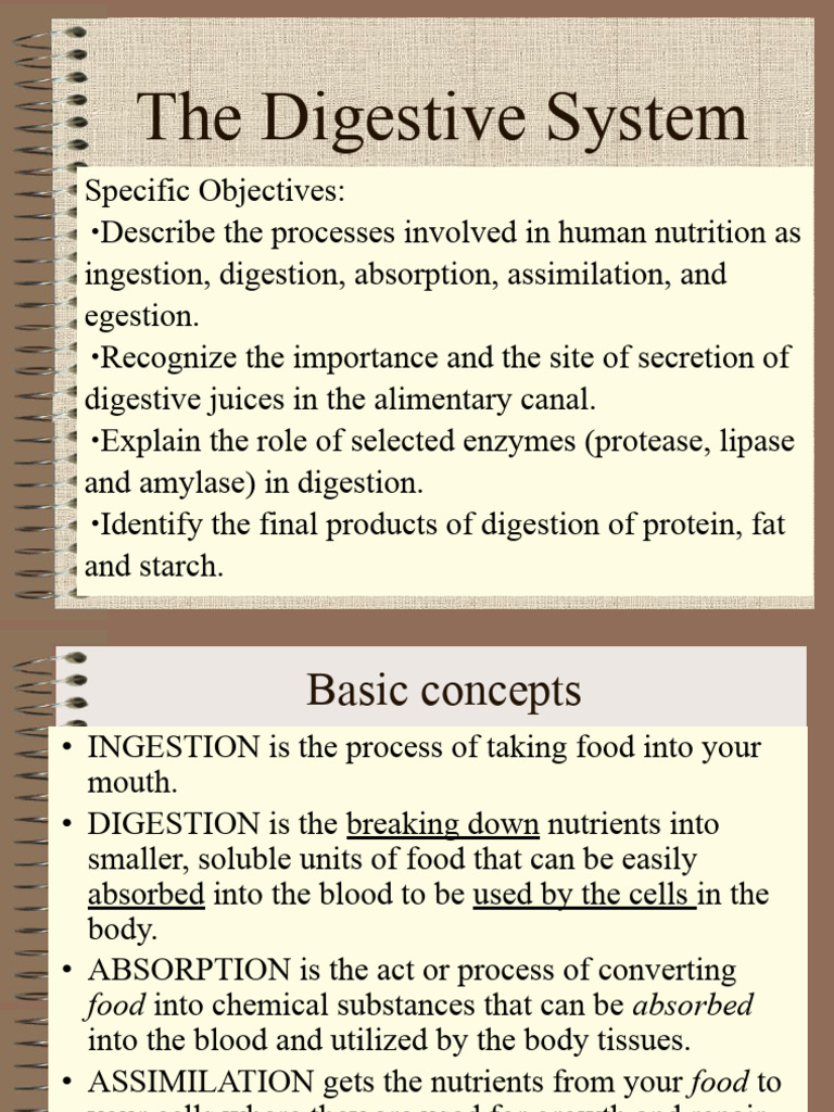 4.2. Digestive System | PDF | Digestion | Stomach