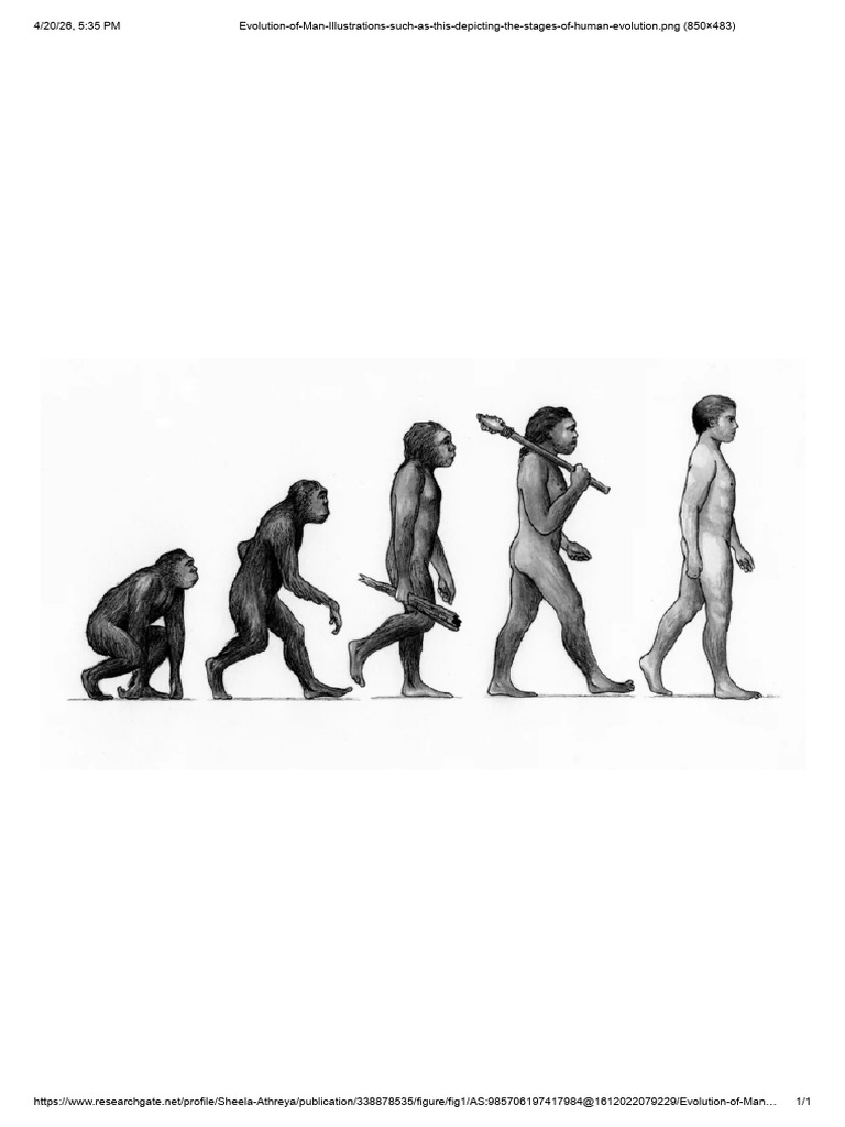 Evolution of Man Illustrations Such as This Depicting the Stages of ...