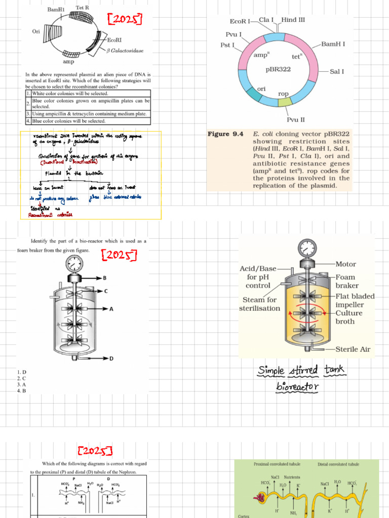 All PYQs Diagrams NEET | PDF