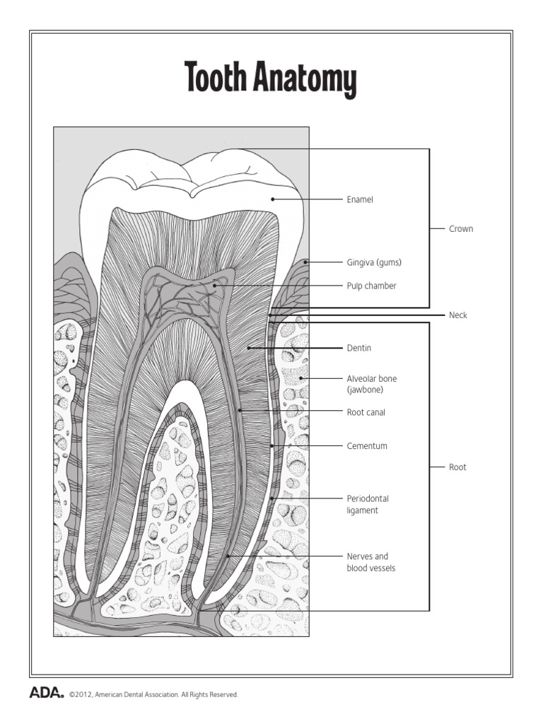ADAToothAnatomy Eng | PDF