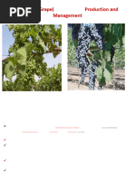 Anatomy of a Grape Explained | PDF