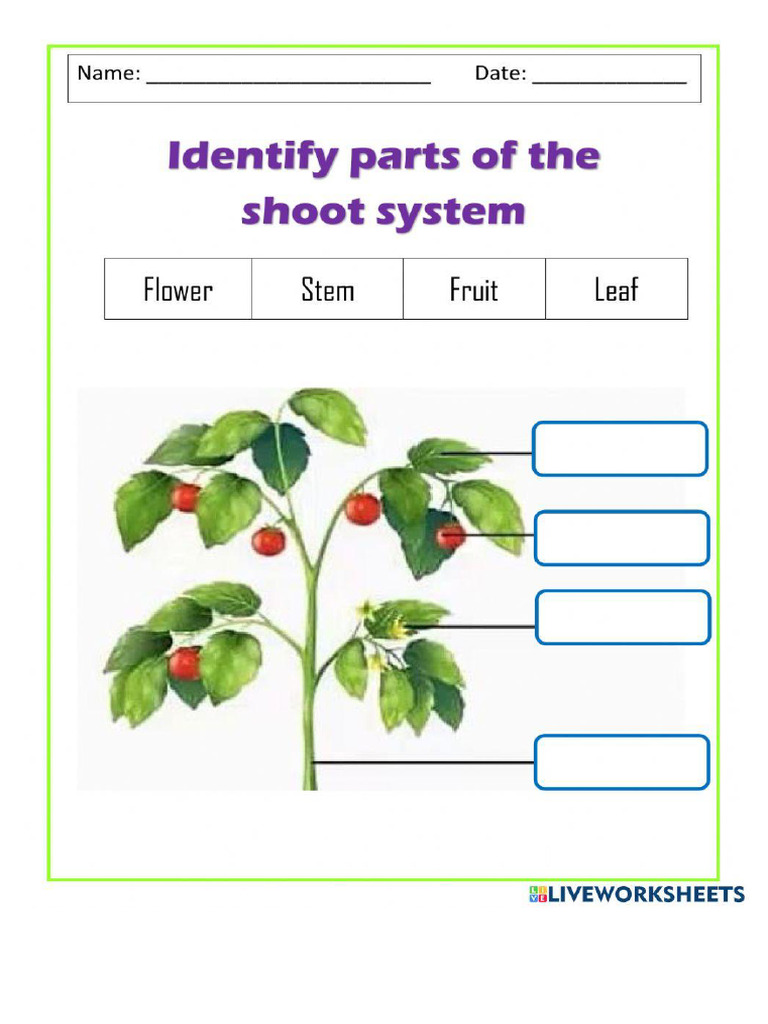 Science Worksheet | PDF