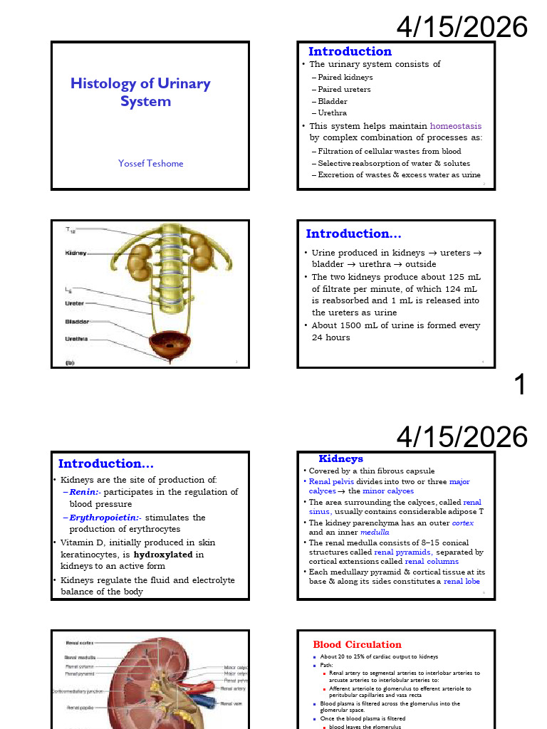 Histology of Urinary System | PDF | Kidney | Anatomy