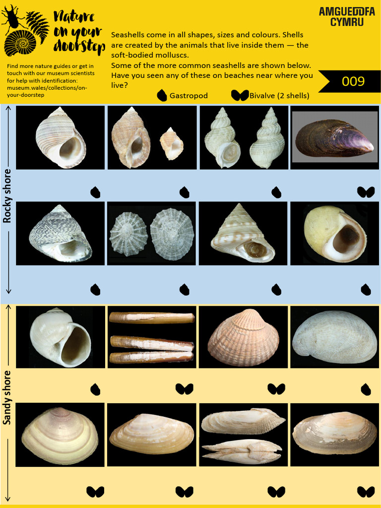 09SG Common Seashells | PDF