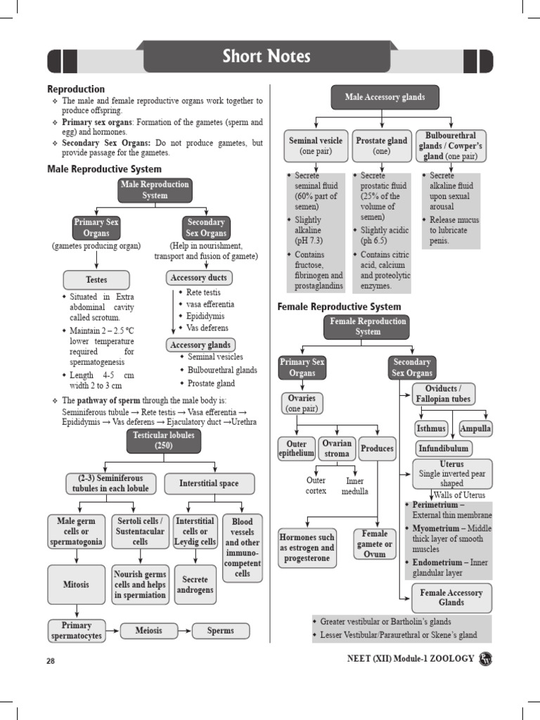 01 Human Reproduction | PDF | Testicle | Menstrual Cycle