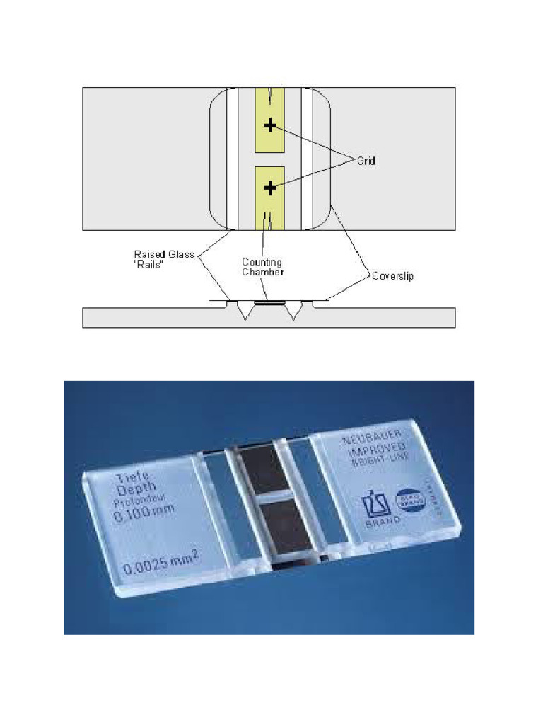 Gambar Haemocytometer | PDF