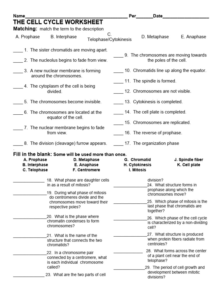 The Cell Cycle Worksheet | PDF | Mitosis | Chromosome