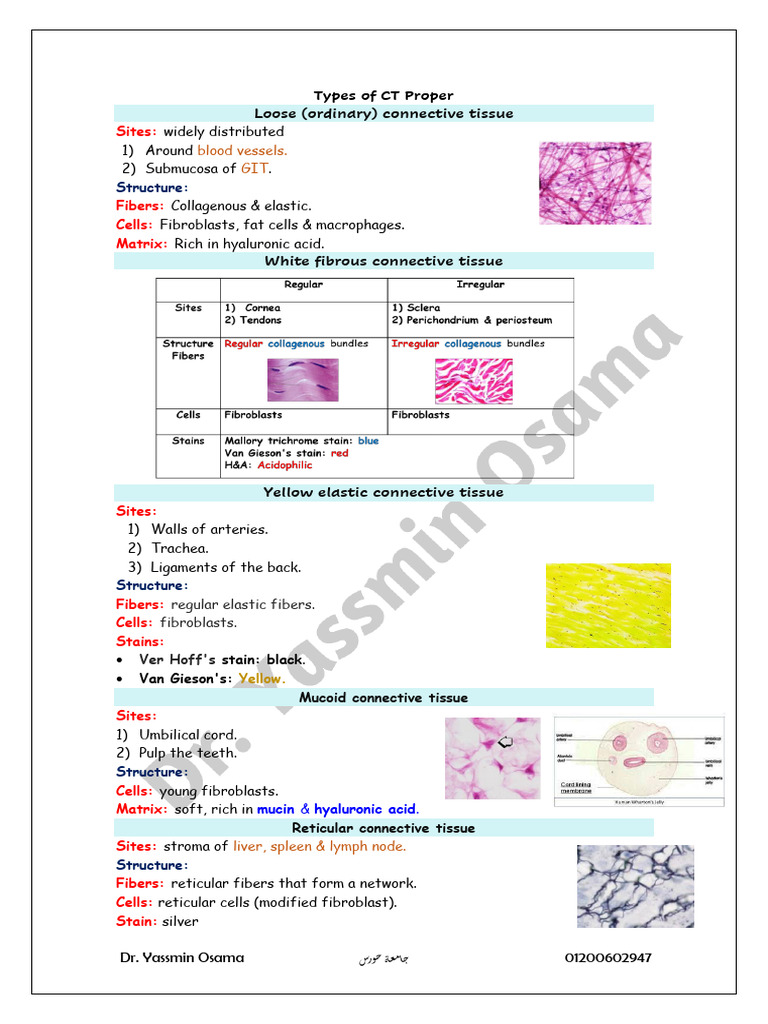 Lecture 5 (Types of CT Proper & Cartilage)_removed | PDF