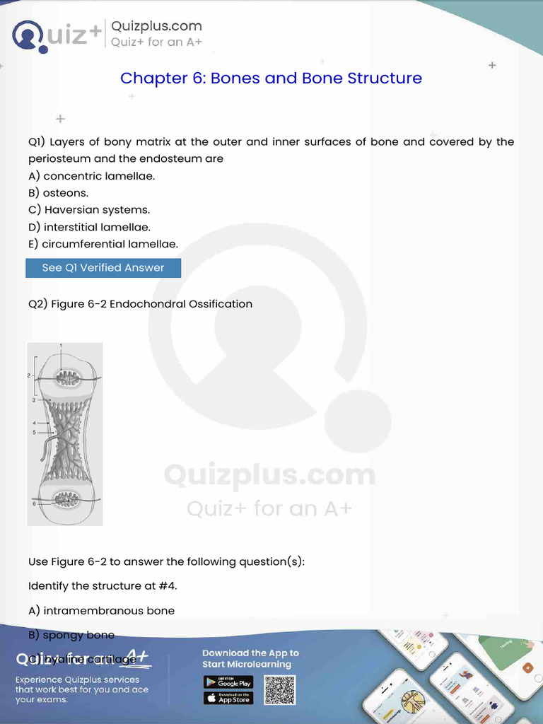 Layers of Bony Matrix at the Outer and Inner Surfaces of Bone and ...