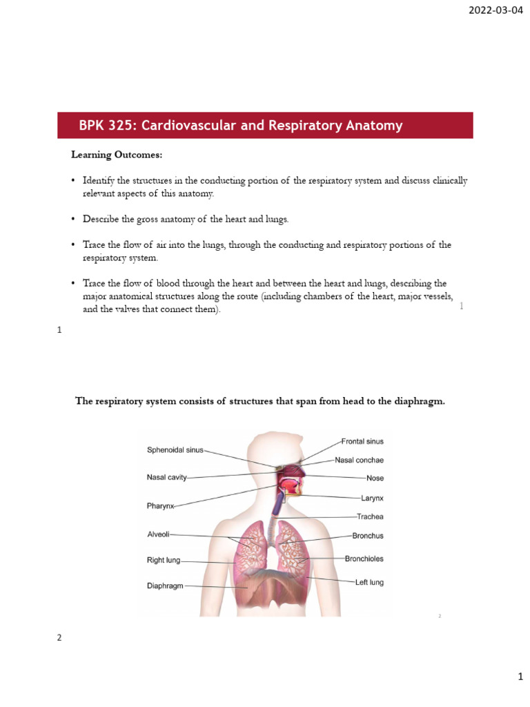 325 Cardiovascular and Respiratory Anatomy | PDF | Lung | Larynx