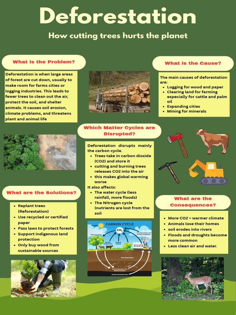 Deforestation and Logging | PDF | Deforestation | Soil