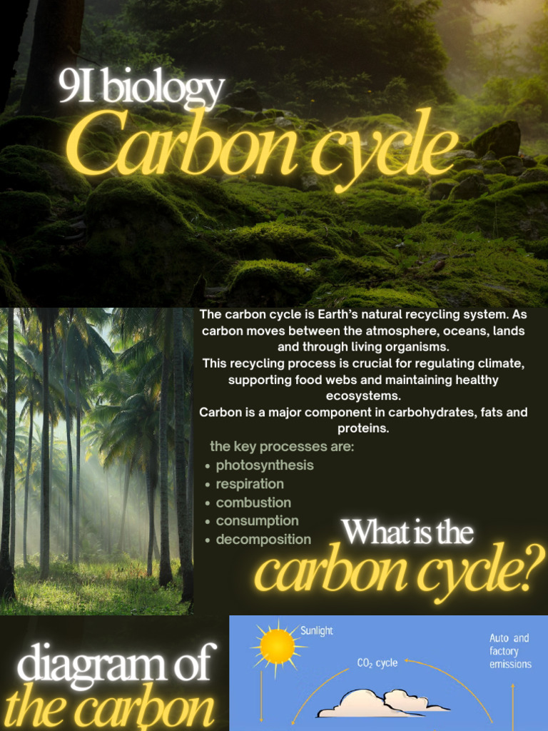 Carbon Cycle | PDF | Carbon Dioxide | Carbon Cycle